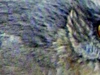 Northern Mockingbird